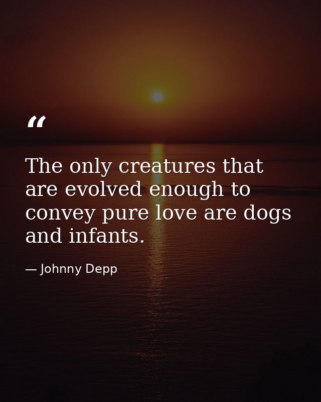 The only creatures that are evolved enough to convey pure love are dogs and infants. — Johnny Depp