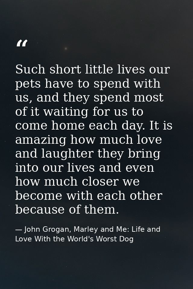 Such short little lives our pets have to spend with us, and they spend most of it waiting for us to come home each day.  — John Grogan, Marley and Me: Life and Love With the World's Worst Dog