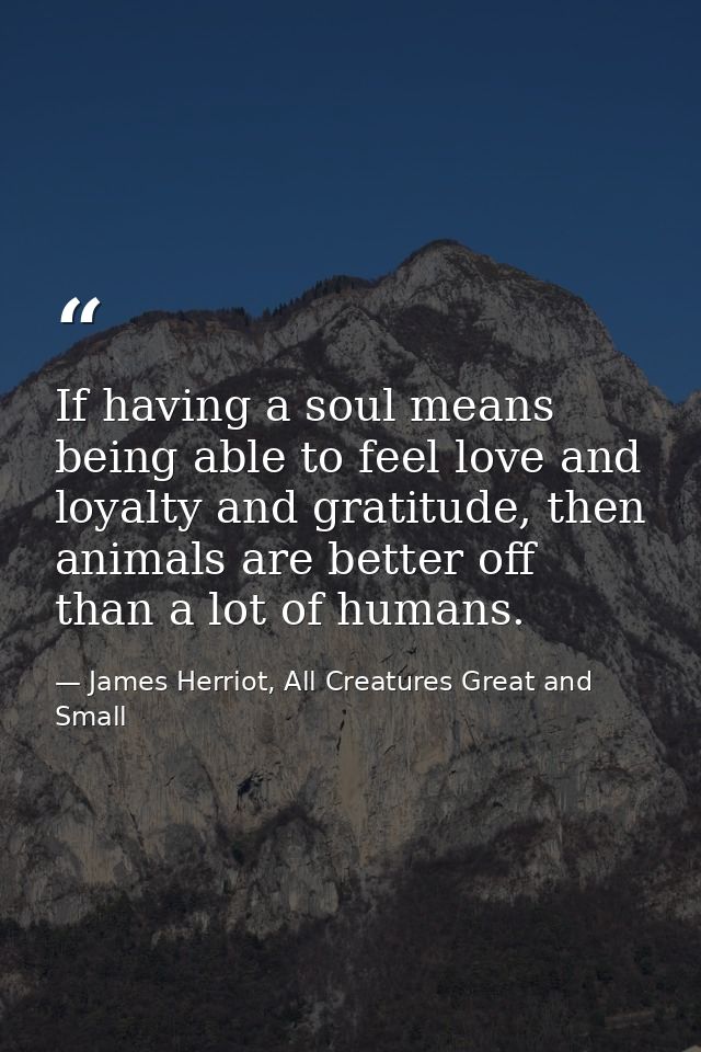 If having a soul means being able to feel love and loyalty and gratitude, then animals are better off than a lot of huma — James Herriot, All Creatures Great and Small