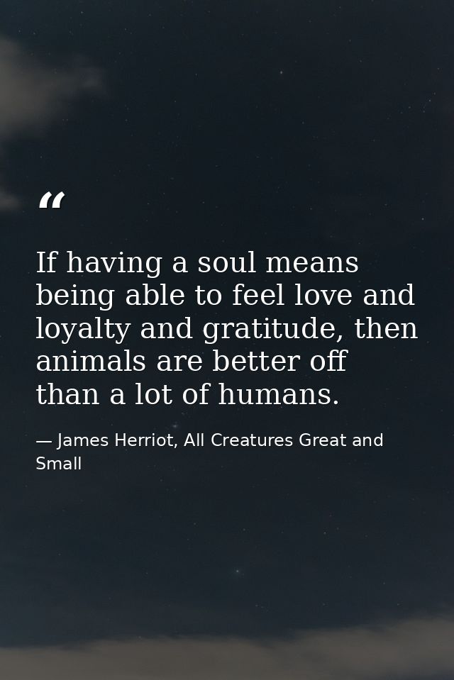 If having a soul means being able to feel love and loyalty and gratitude, then animals are better off than a lot of huma — James Herriot, All Creatures Great and Small