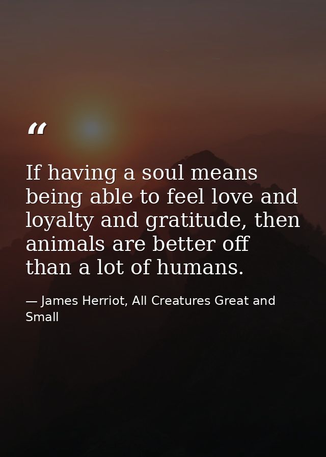 If having a soul means being able to feel love and loyalty and gratitude, then animals are better off than a lot of huma — James Herriot, All Creatures Great and Small
