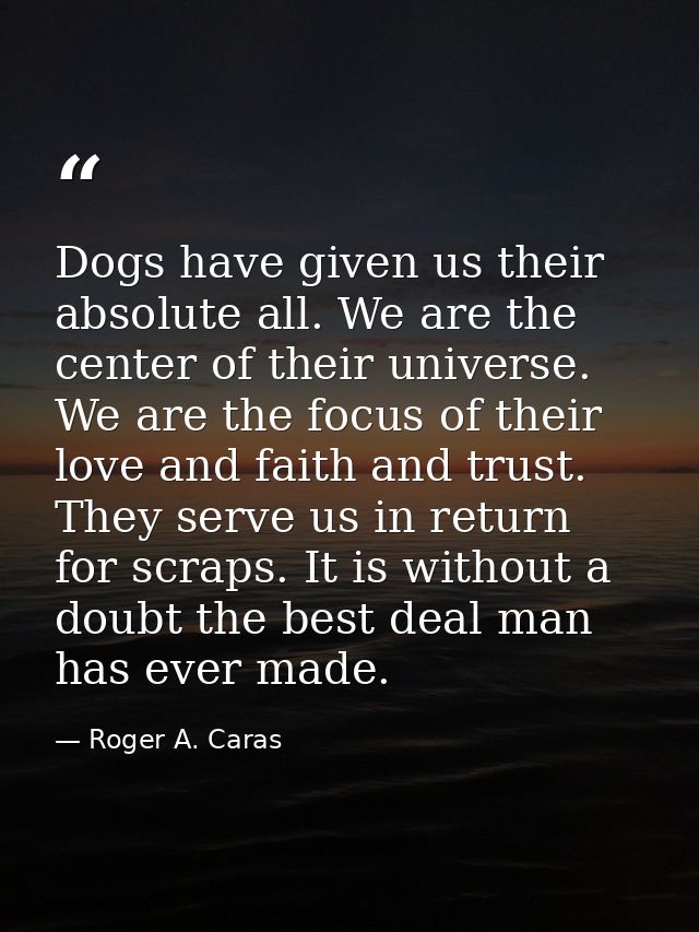 Dogs have given us their absolute all. We are the center of their universe. We are the focus of their love and faith and — Roger A. Caras