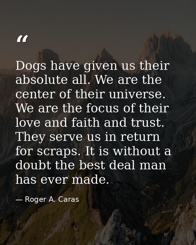 Dogs have given us their absolute all. We are the center of their universe. We are the focus of their love and faith and — Roger A. Caras