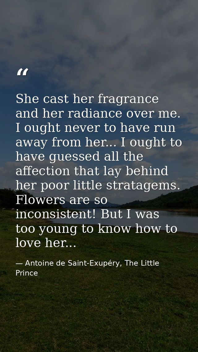 She cast her fragrance and her radiance over me. I ought never to have run away from her... I ought to have guessed all  — Antoine de Saint-Exupéry, The Little Prince
