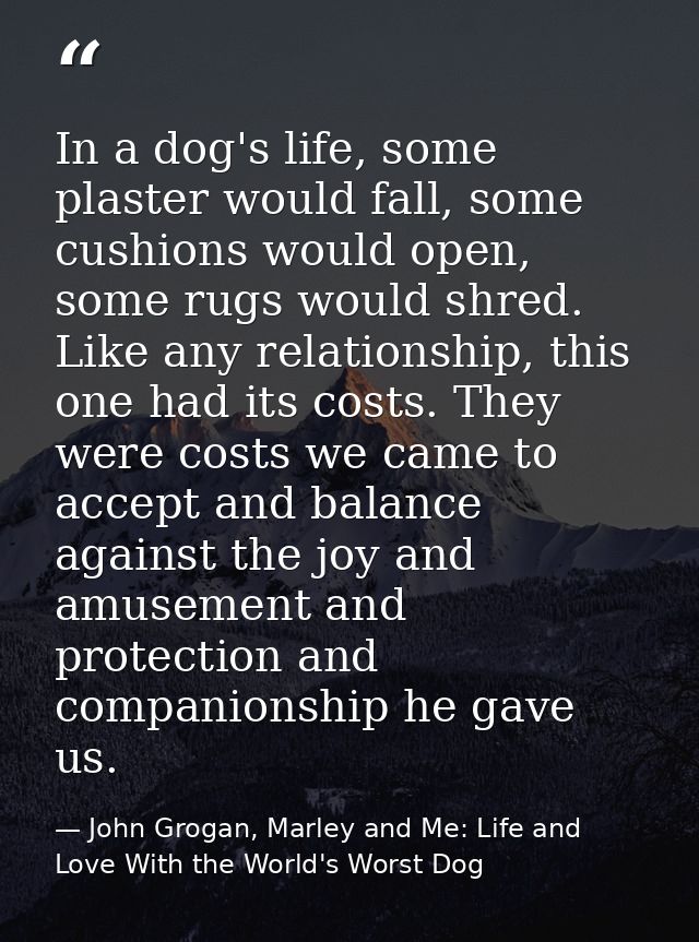 In a dog's life, some plaster would fall, some cushions would open, some rugs would shred. Like any relationship, this o — John Grogan, Marley and Me: Life and Love With the World's Worst Dog