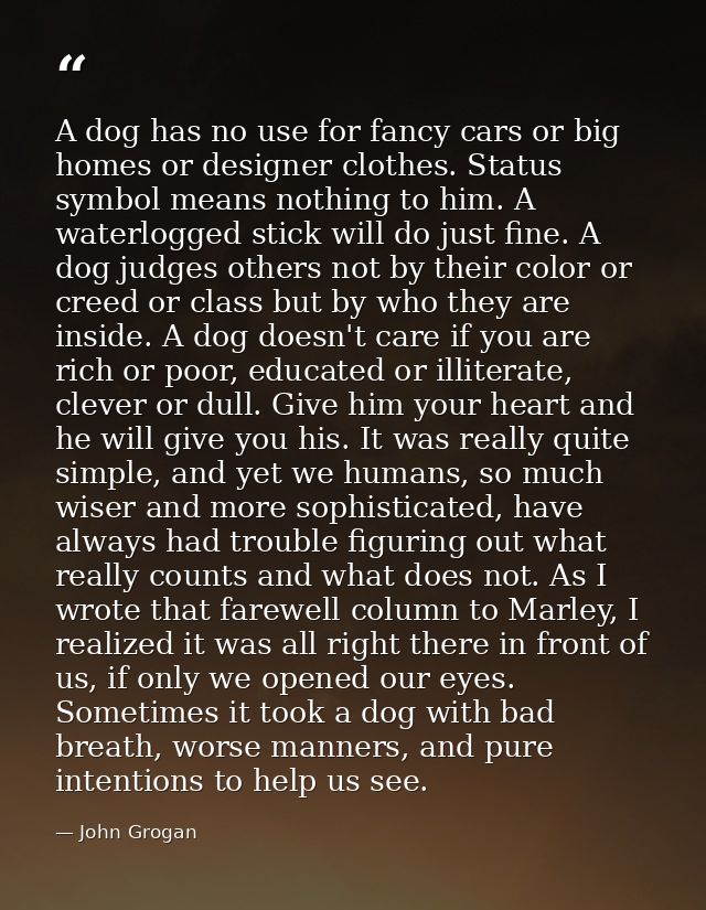 A dog has no use for fancy cars or big homes or designer clothes. Status symbol means nothing to him. A waterlogged stic — John Grogan
