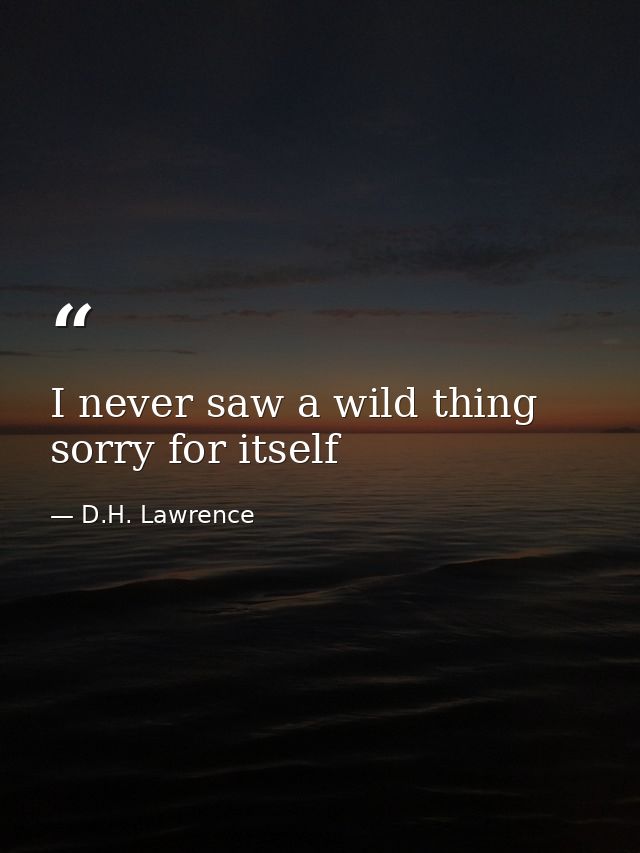 I never saw a wild thing sorry for itself — D.H. Lawrence