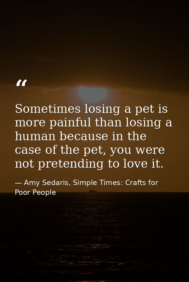 Sometimes losing a pet is more painful than losing a human because in the case of the pet, you were not pretending to lo — Amy Sedaris, Simple Times: Crafts for Poor People
