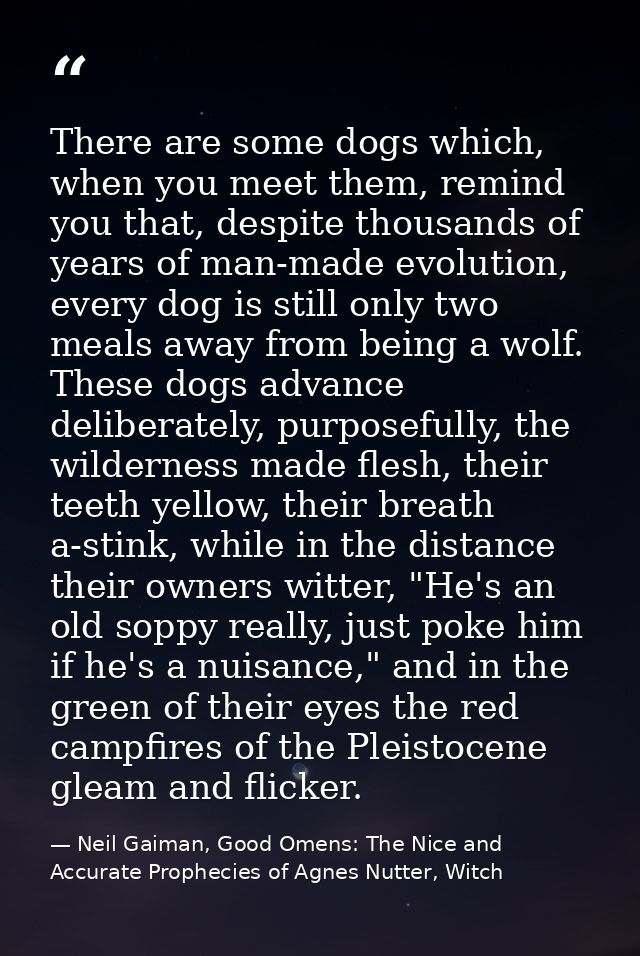There are some dogs which, when you meet them, remind you that, despite thousands of years of man-made evolution, every  — Neil Gaiman, Good Omens: The Nice and Accurate Prophecies of Agnes Nutter, Witch