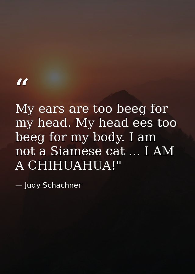My ears are too beeg for my head. My head ees too beeg for my body. I am not a Siamese cat ... I AM A CHIHUAHUA!" — Judy Schachner