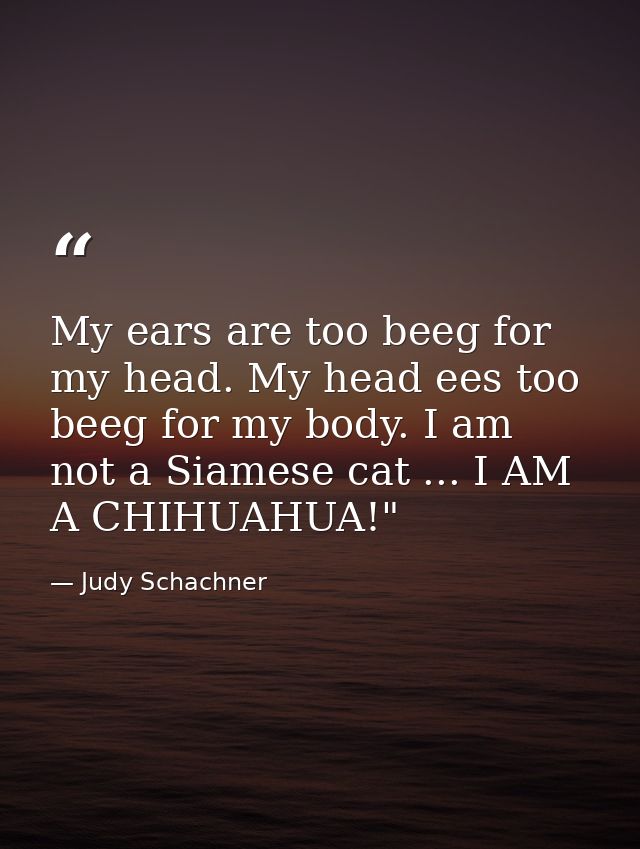 My ears are too beeg for my head. My head ees too beeg for my body. I am not a Siamese cat ... I AM A CHIHUAHUA!" — Judy Schachner