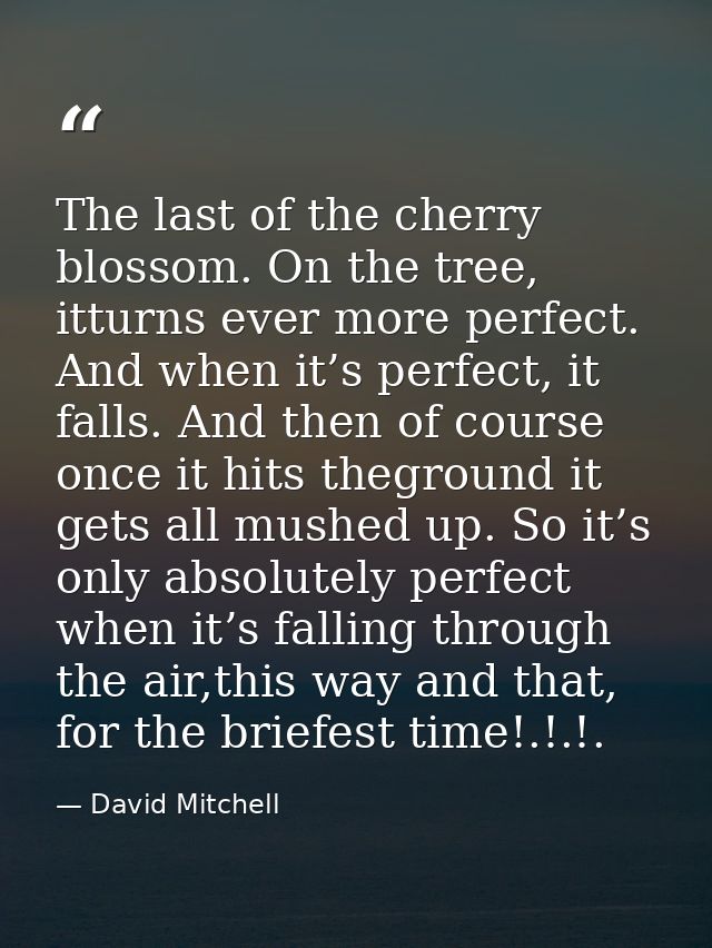 The last of the cherry blossom. On the tree, itturns ever more perfect. And when it’s perfect, it falls. And then of cou — David Mitchell