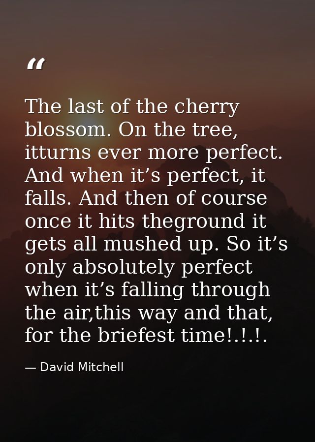 The last of the cherry blossom. On the tree, itturns ever more perfect. And when it’s perfect, it falls. And then of cou — David Mitchell