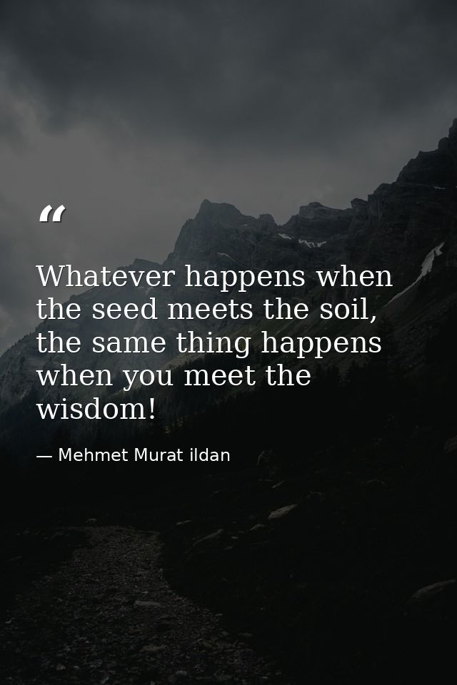 Whatever happens when the seed meets the soil, the same thing happens when you meet the wisdom! — Mehmet Murat ildan