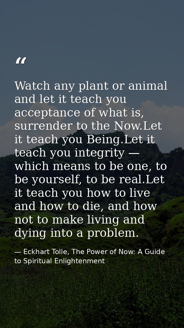 Watch any plant or animal and let it teach you acceptance of what is, surrender to the Now.Let it teach you Being.Let it — Eckhart Tolle, The Power of Now: A Guide to Spiritual Enlightenment