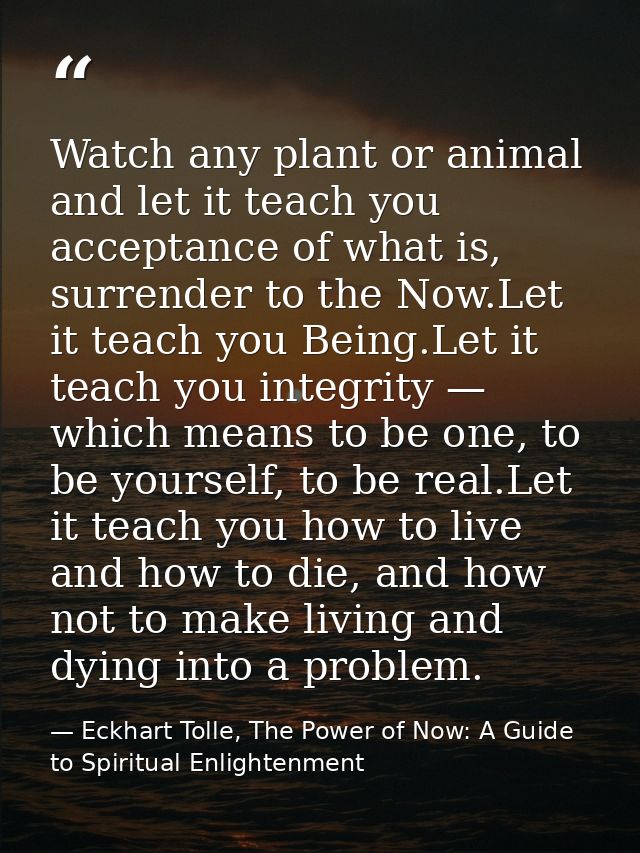 Watch any plant or animal and let it teach you acceptance of what is, surrender to the Now.Let it teach you Being.Let it — Eckhart Tolle, The Power of Now: A Guide to Spiritual Enlightenment