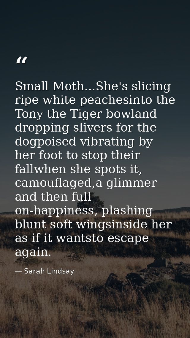 Small Moth...She's slicing ripe white peachesinto the Tony the Tiger bowland dropping slivers for the dogpoised vibratin — Sarah Lindsay