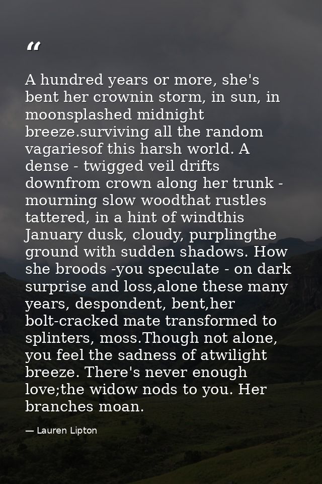 A hundred years or more, she's bent her crownin storm, in sun, in moonsplashed midnight breeze.surviving all the random  — Lauren Lipton