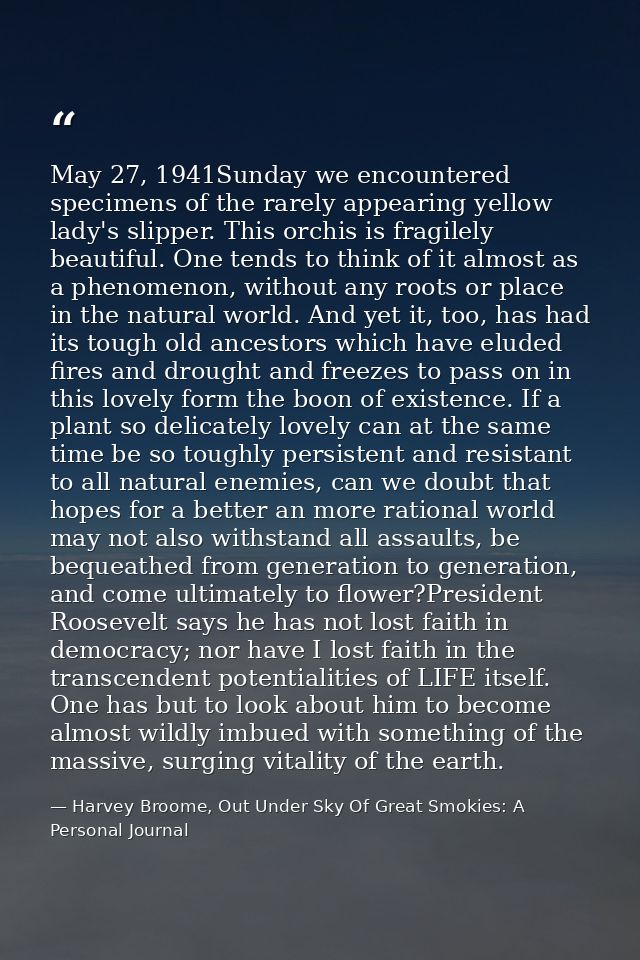May 27, 1941Sunday we encountered specimens of the rarely appearing yellow lady's slipper. This orchis is fragilely beau — Harvey Broome, Out Under Sky Of Great Smokies: A Personal Journal