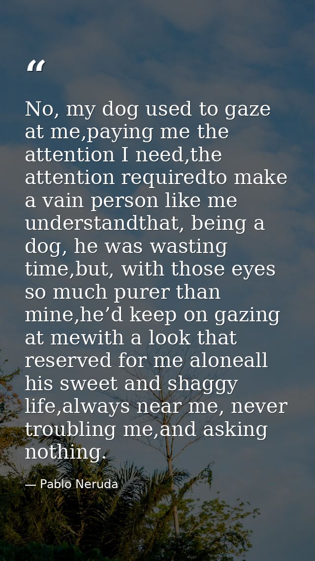 No, my dog used to gaze at me,paying me the attention I need,the attention requiredto make a vain person like me underst — Pablo Neruda