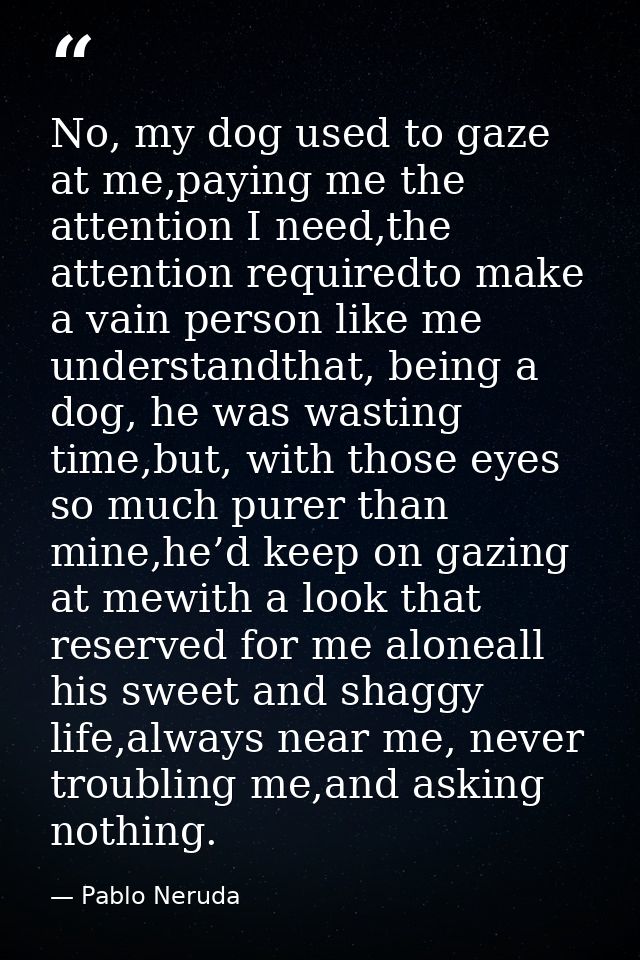 No, my dog used to gaze at me,paying me the attention I need,the attention requiredto make a vain person like me underst — Pablo Neruda