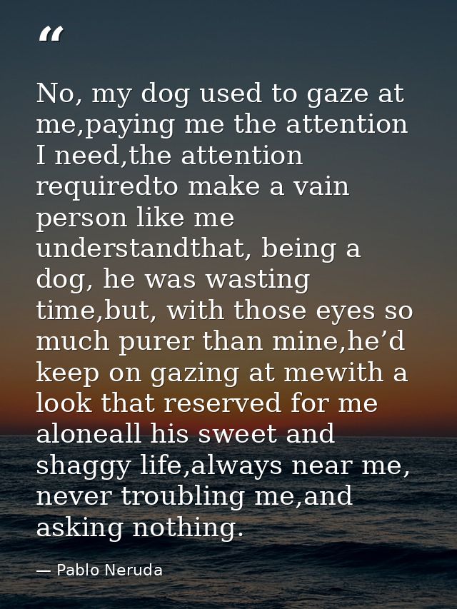 No, my dog used to gaze at me,paying me the attention I need,the attention requiredto make a vain person like me underst — Pablo Neruda
