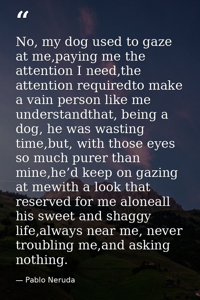 No, my dog used to gaze at me,paying me the attention I need,the attention requiredto make a vain person like me underst — Pablo Neruda