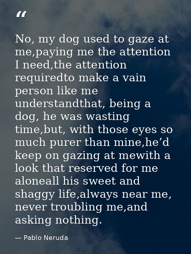 No, my dog used to gaze at me,paying me the attention I need,the attention requiredto make a vain person like me underst — Pablo Neruda