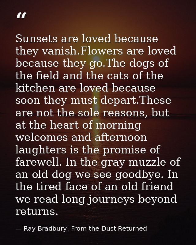 Sunsets are loved because they vanish.Flowers are loved because they go.The dogs of the field and the cats of the kitche — Ray Bradbury, From the Dust Returned