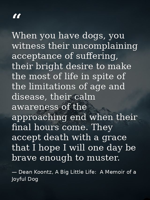 When you have dogs, you witness their uncomplaining acceptance of suffering, their bright desire to make the most of lif — Dean Koontz, A Big Little Life:  A Memoir of a Joyful Dog