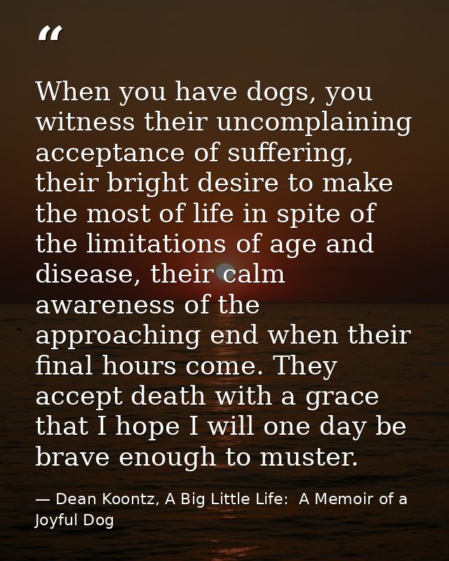 When you have dogs, you witness their uncomplaining acceptance of suffering, their bright desire to make the most of lif — Dean Koontz, A Big Little Life:  A Memoir of a Joyful Dog