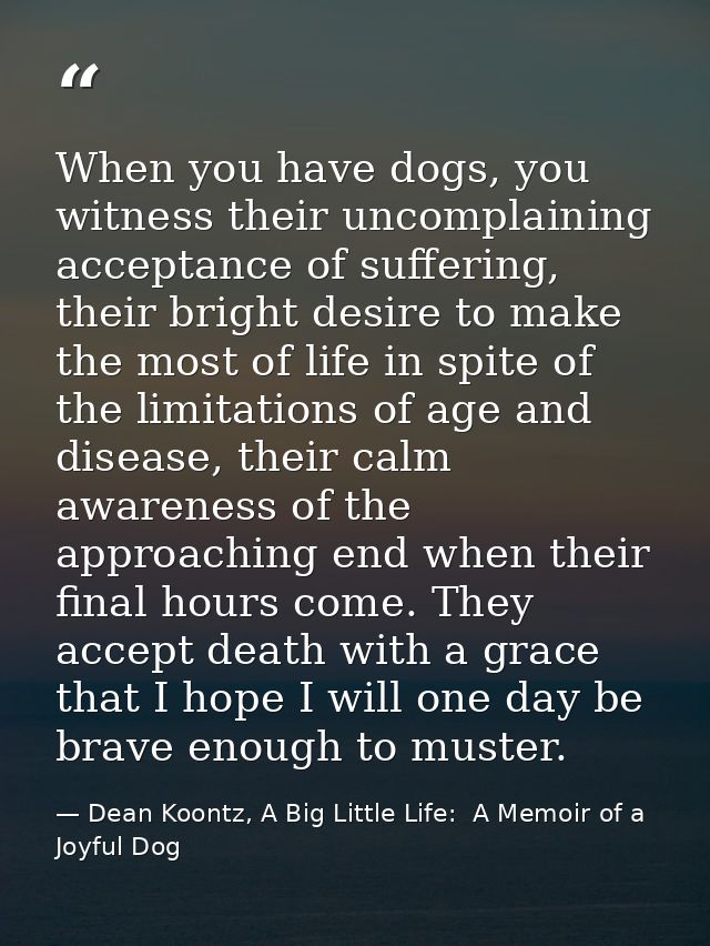 When you have dogs, you witness their uncomplaining acceptance of suffering, their bright desire to make the most of lif — Dean Koontz, A Big Little Life:  A Memoir of a Joyful Dog