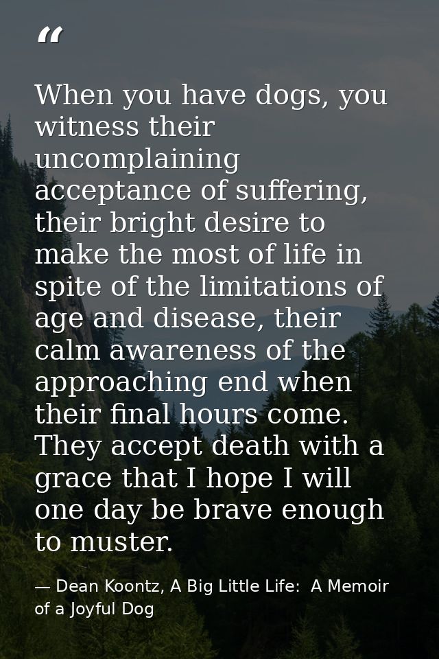 When you have dogs, you witness their uncomplaining acceptance of suffering, their bright desire to make the most of lif — Dean Koontz, A Big Little Life:  A Memoir of a Joyful Dog
