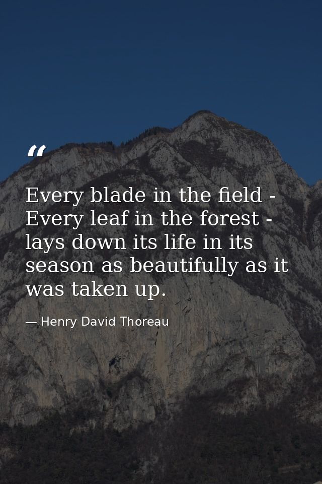 Every blade in the field - Every leaf in the forest - lays down its life in its season as beautifully as it was taken up — Henry David Thoreau