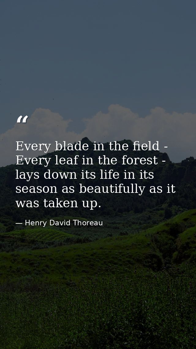 Every blade in the field - Every leaf in the forest - lays down its life in its season as beautifully as it was taken up — Henry David Thoreau