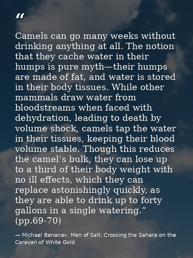 Camels can go many weeks without drinking anything at all. The notion that they cache water in their humps is pure myth— — Michael Benanav, Men of Salt: Crossing the Sahara on the Caravan of White Gold