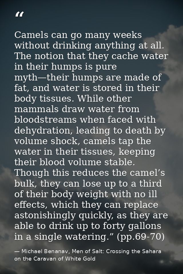Camels can go many weeks without drinking anything at all. The notion that they cache water in their humps is pure myth— — Michael Benanav, Men of Salt: Crossing the Sahara on the Caravan of White Gold