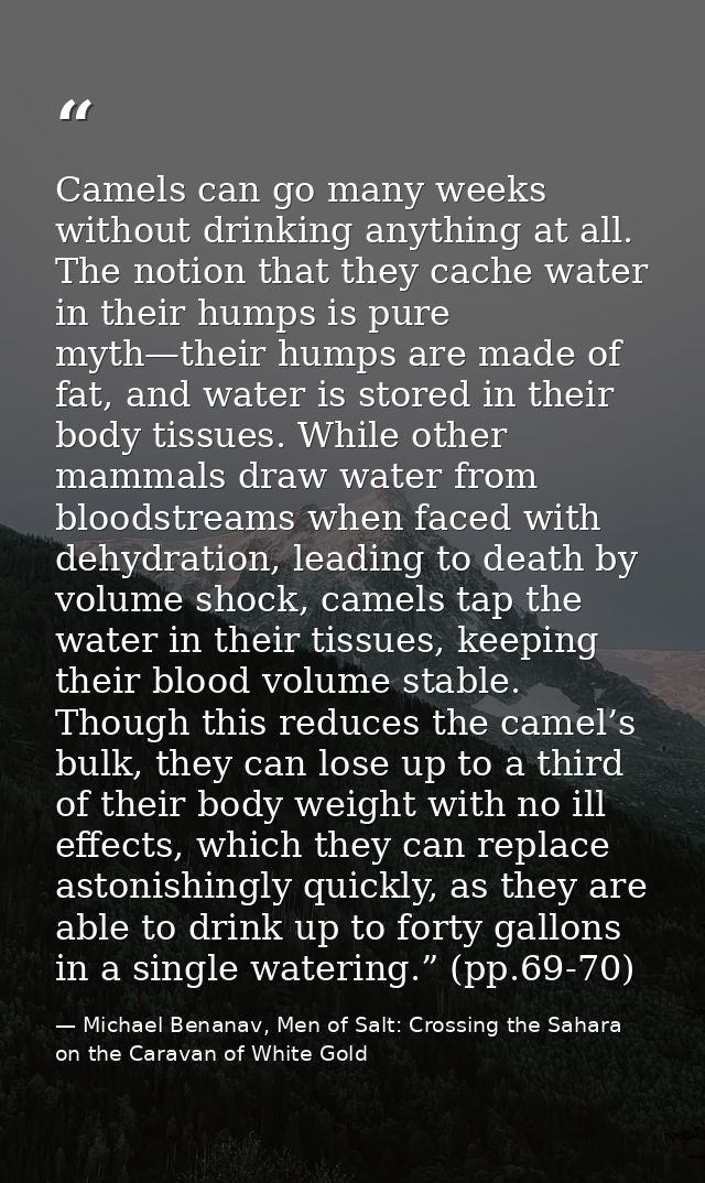 Camels can go many weeks without drinking anything at all. The notion that they cache water in their humps is pure myth— — Michael Benanav, Men of Salt: Crossing the Sahara on the Caravan of White Gold