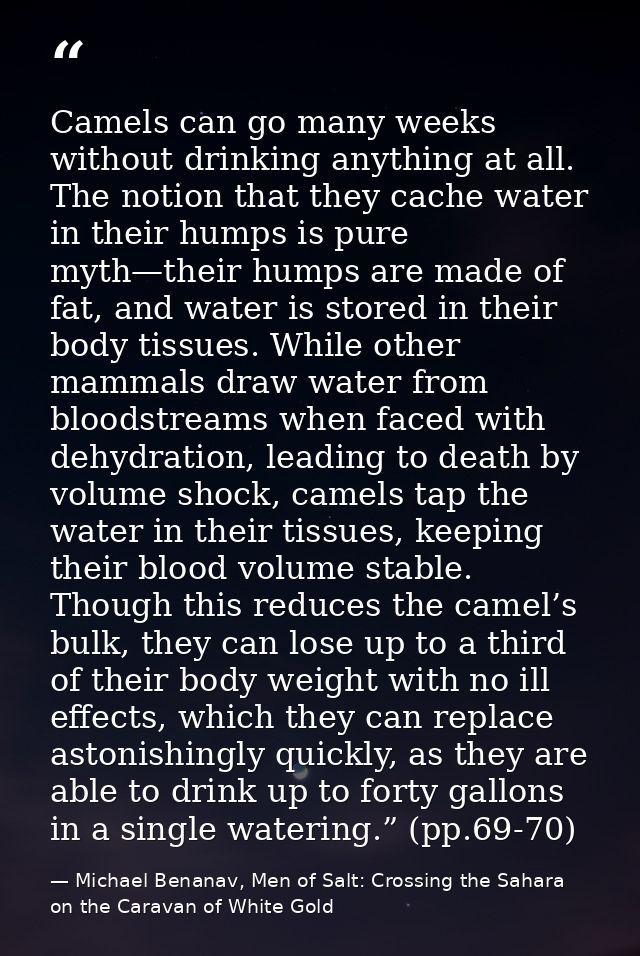 Camels can go many weeks without drinking anything at all. The notion that they cache water in their humps is pure myth— — Michael Benanav, Men of Salt: Crossing the Sahara on the Caravan of White Gold