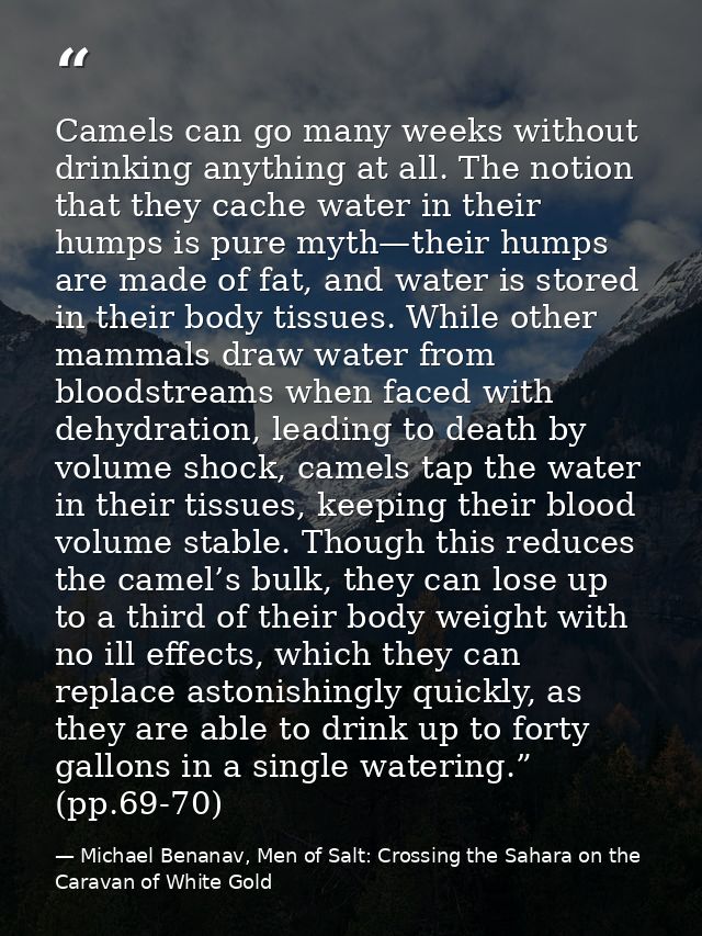 Camels can go many weeks without drinking anything at all. The notion that they cache water in their humps is pure myth— — Michael Benanav, Men of Salt: Crossing the Sahara on the Caravan of White Gold