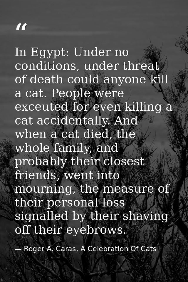 In Egypt: Under no conditions, under threat of death could anyone kill a cat. People were exceuted for even killing a ca — Roger A. Caras, A Celebration Of Cats
