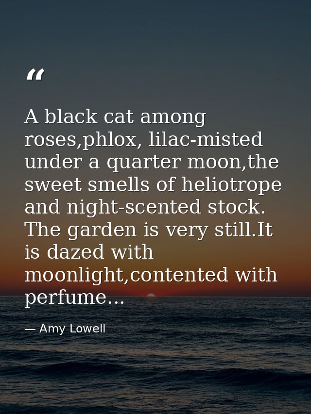 A black cat among roses,phlox, lilac-misted under a quarter moon,the sweet smells of heliotrope and night-scented stock. — Amy Lowell