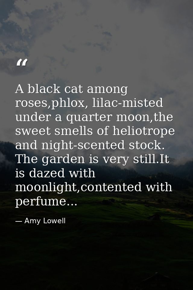 A black cat among roses,phlox, lilac-misted under a quarter moon,the sweet smells of heliotrope and night-scented stock. — Amy Lowell