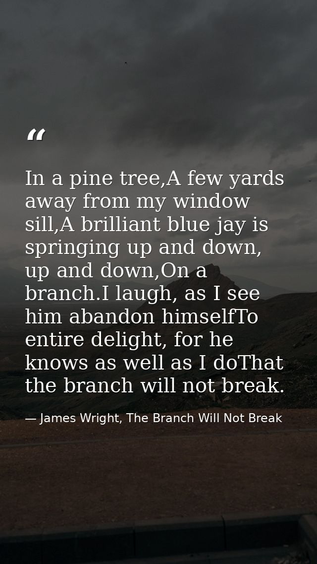 In a pine tree,A few yards away from my window sill,A brilliant blue jay is springing up and down, up and down,On a bran — James Wright, The Branch Will Not Break