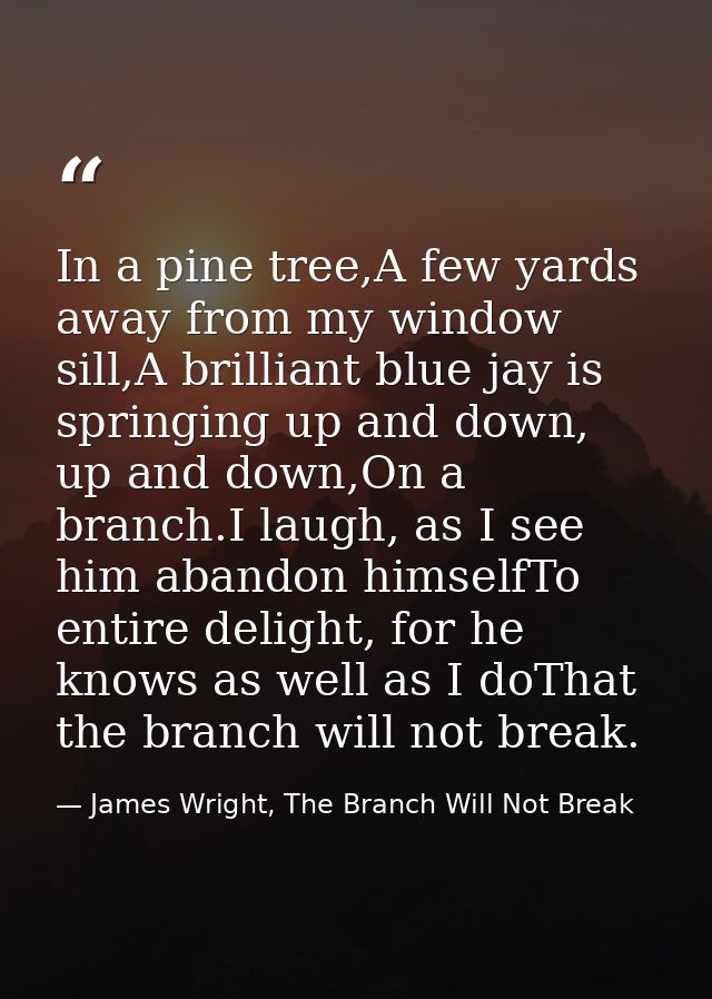 In a pine tree,A few yards away from my window sill,A brilliant blue jay is springing up and down, up and down,On a bran — James Wright, The Branch Will Not Break