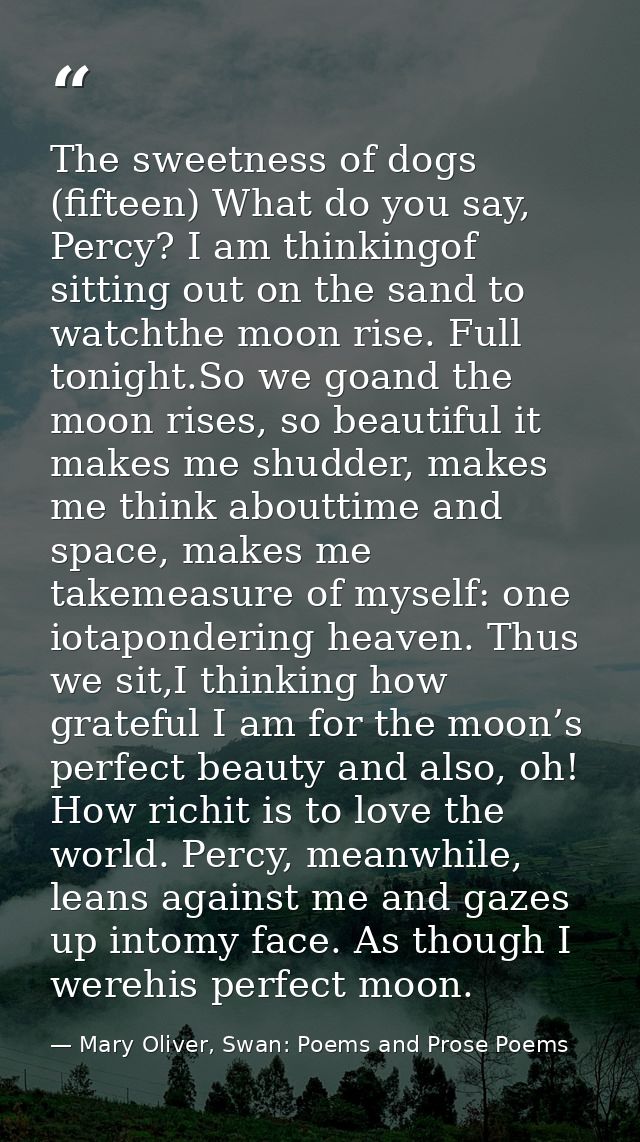 The sweetness of dogs (fifteen) What do you say, Percy? I am thinkingof sitting out on the sand to watchthe moon rise. F — Mary Oliver, Swan: Poems and Prose Poems