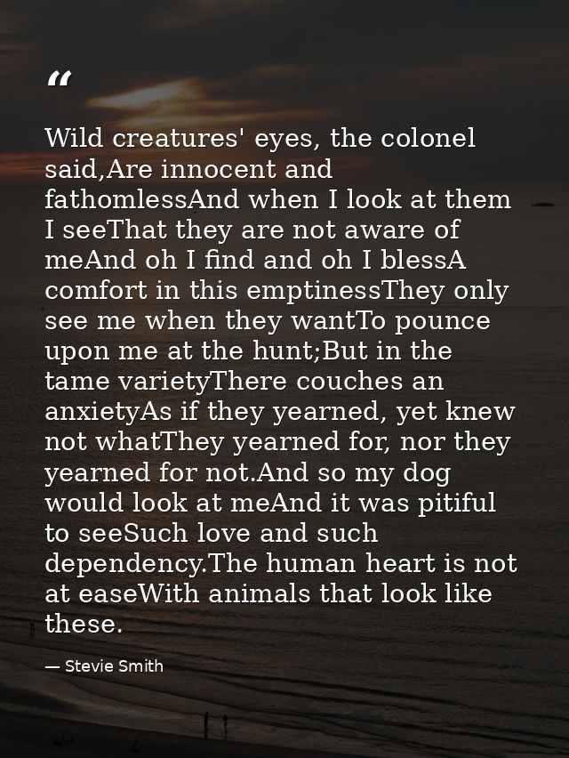 Wild creatures' eyes, the colonel said,Are innocent and fathomlessAnd when I look at them I seeThat they are not aware o — Stevie Smith