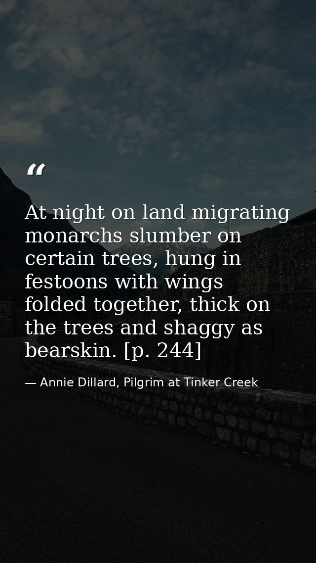 At night on land migrating monarchs slumber on certain trees, hung in festoons with wings folded together, thick on the  — Annie Dillard, Pilgrim at Tinker Creek