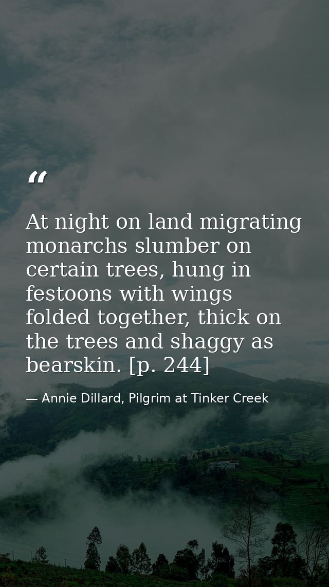 At night on land migrating monarchs slumber on certain trees, hung in festoons with wings folded together, thick on the  — Annie Dillard, Pilgrim at Tinker Creek