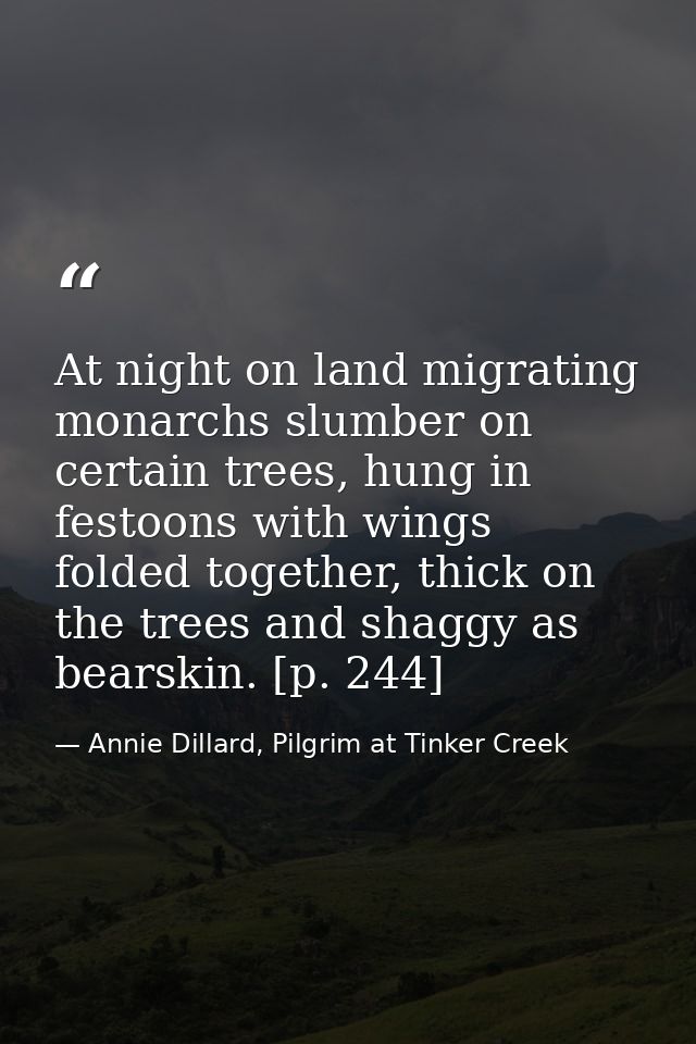 At night on land migrating monarchs slumber on certain trees, hung in festoons with wings folded together, thick on the  — Annie Dillard, Pilgrim at Tinker Creek